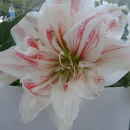 Ezgi Διαμέρισμα Karaoz