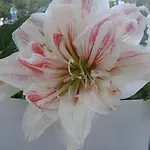 Ezgi 公寓 Karaoz